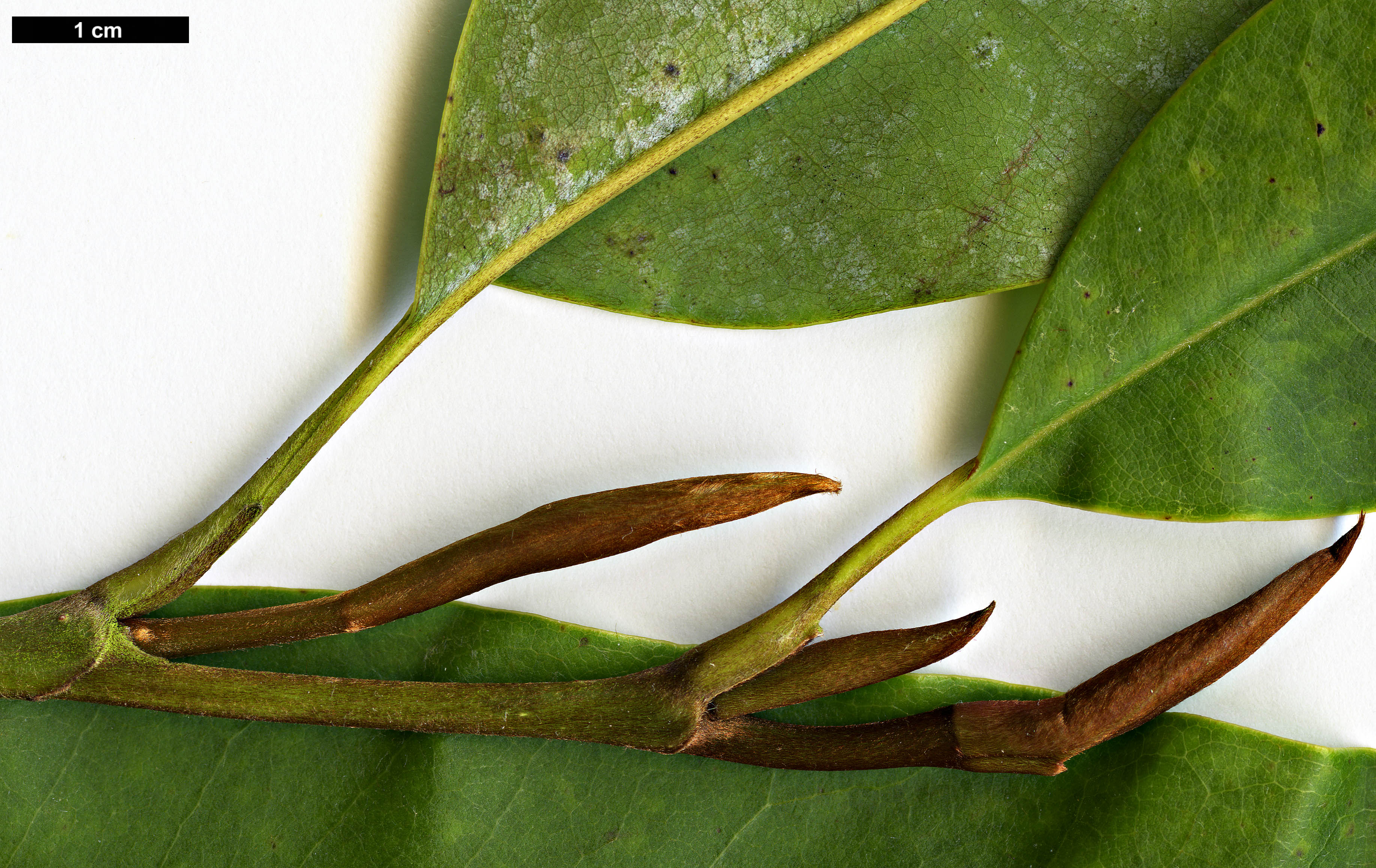 High resolution image: Family: Magnoliaceae - Genus: Magnolia - Taxon: floribunda